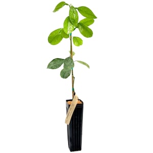 Chandler Pomelo Tree | No shipping to California, Florida, Arizona, Louisiana or Hawaii
