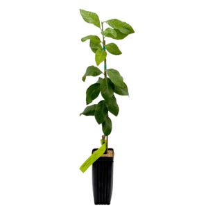 Eureka Lemon Tree | No shipping to California, Florida, Arizona, Louisiana or Hawaii