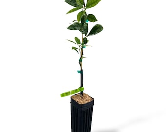 Arbre à kumquats Meiwa