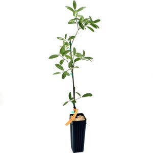 KUMQUAT EUSTIS