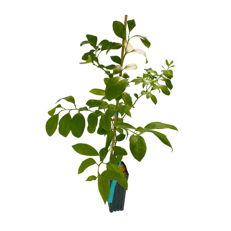US Citrus Nursery Rangpur Lime Tree - Thumbnail 2