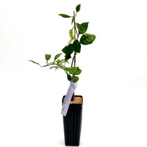 SWEET ORANGE TREE - Texas Grown - Certified Nursery - The Finest Sweet Orange For Fresh Juice - (No Shipping to az, ca, la, fl)