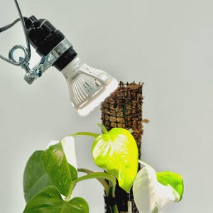 Uv Light Plants - Etsy