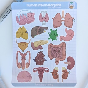 Hoja de pegatinas de órganos internos humanos: fisiología, laboratorio médico, anatomía, ciencias, hospital, salud, regalos de laboratorio, cuaderno, biología.