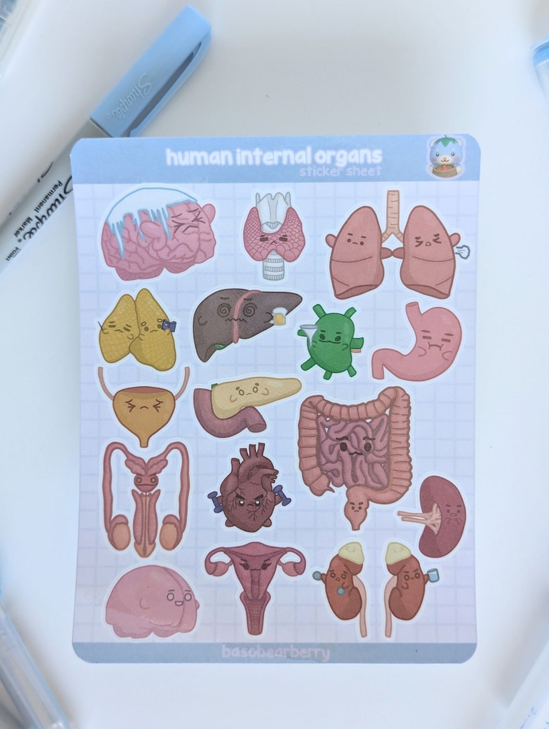 Internal Innformation Sticker Human Internal Organs Sticker Sheet - Physiology/med Lab/laboratory ...