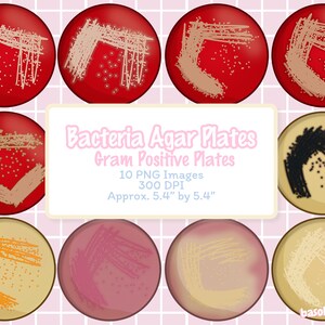 May include: Ten digital illustrations of bacteria agar plates, showing different growth patterns. The plates are red, pink, yellow, and beige with black and white bacteria growth. The text "Bacteria Agar Plates Gram Positive Plates 10 PNG Images 300 DPI Approx. 5.4" by 5.4"" is included in the image.