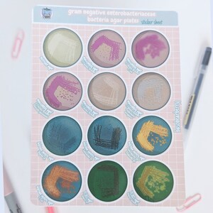 グラム陰性腸内細菌科細菌寒天ステッカーシート - 医学研究室/研究室/微生物学/科学/病院/ヘルスケア/ノートブック/生物学