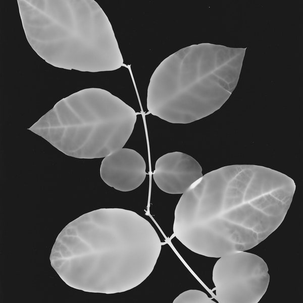 Black and White Leaf Photogram, Hand-Made Silver Gelatin Print, Darkroom Print, Wall Art Deco