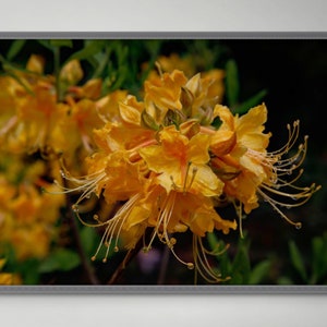 Orange Rhododendrons in Bloom - Digital Download-Photography Print - Flower Photography-Azalea floral photo