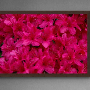 Rosa Azalee Blumen Foto Druck - Digitaler Download-Wand Kunst-Rosa Azaleen in Blüte-Naturfotografie