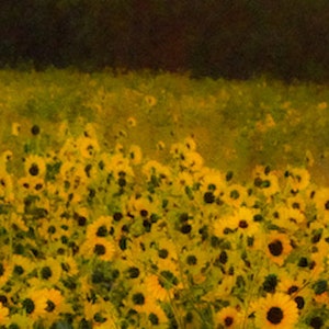 Field of Sunflowers Photo - Instant Download - Digital Art - Wall Art