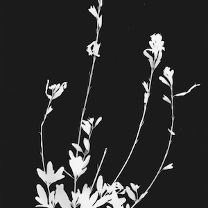 Texas Salvia floral Photogram, Darkroom Photography, Black and White Photography 8x10 inch