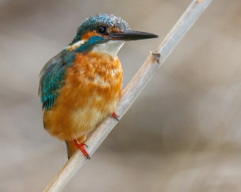 Kingfisher resting on branch