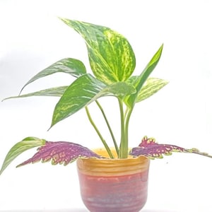May include: A potted houseplant with large, variegated green and yellow leaves. The pot is a gradient of red, orange, and yellow. The plant has a few leaves with a red and purple pattern.