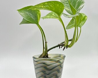 Handblown Glass Planter for Pothos, Cuttings, Succulents, and Starts