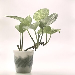 May include: A small potted plant with large, heart-shaped green leaves with lighter green variegation. The plant is in a small, white ceramic pot with a dark green, wave-like pattern around the base. The background is a plain white.