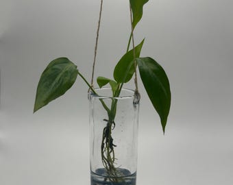 Handblown Glass Hanging Propagation Vase – Blue Base – Window Plant Holder