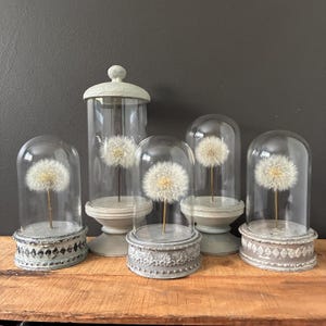 Make a wish, preserved dandelion in glass dome, wishing jar, hand painted, aged base