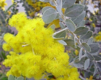 Acacia Podalyriifolia ( Mount Morgan Wattle ), 25 Seeds