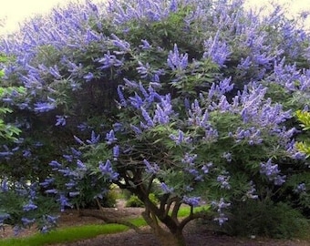 Vitex Agnus-Castus Tree ( Chaste Tree ), 50 Seeds