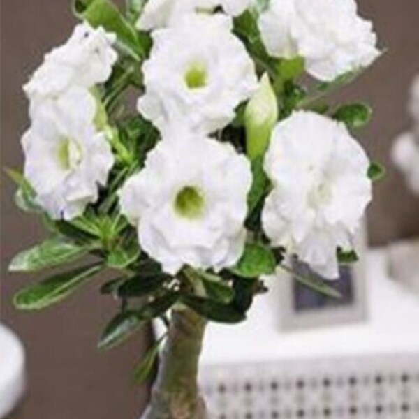 Adenium Obesum, Double White Flower, 10 Seeds