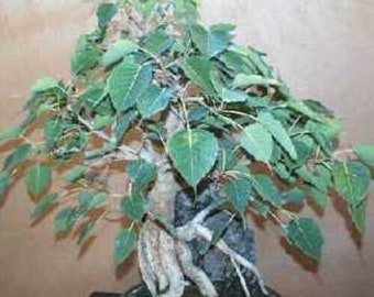 Ficus Religiosa ( Bodhi Tree ), 25 Seeds