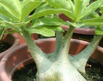 Adenium Arabicum "Brazilian", 10 Seeds