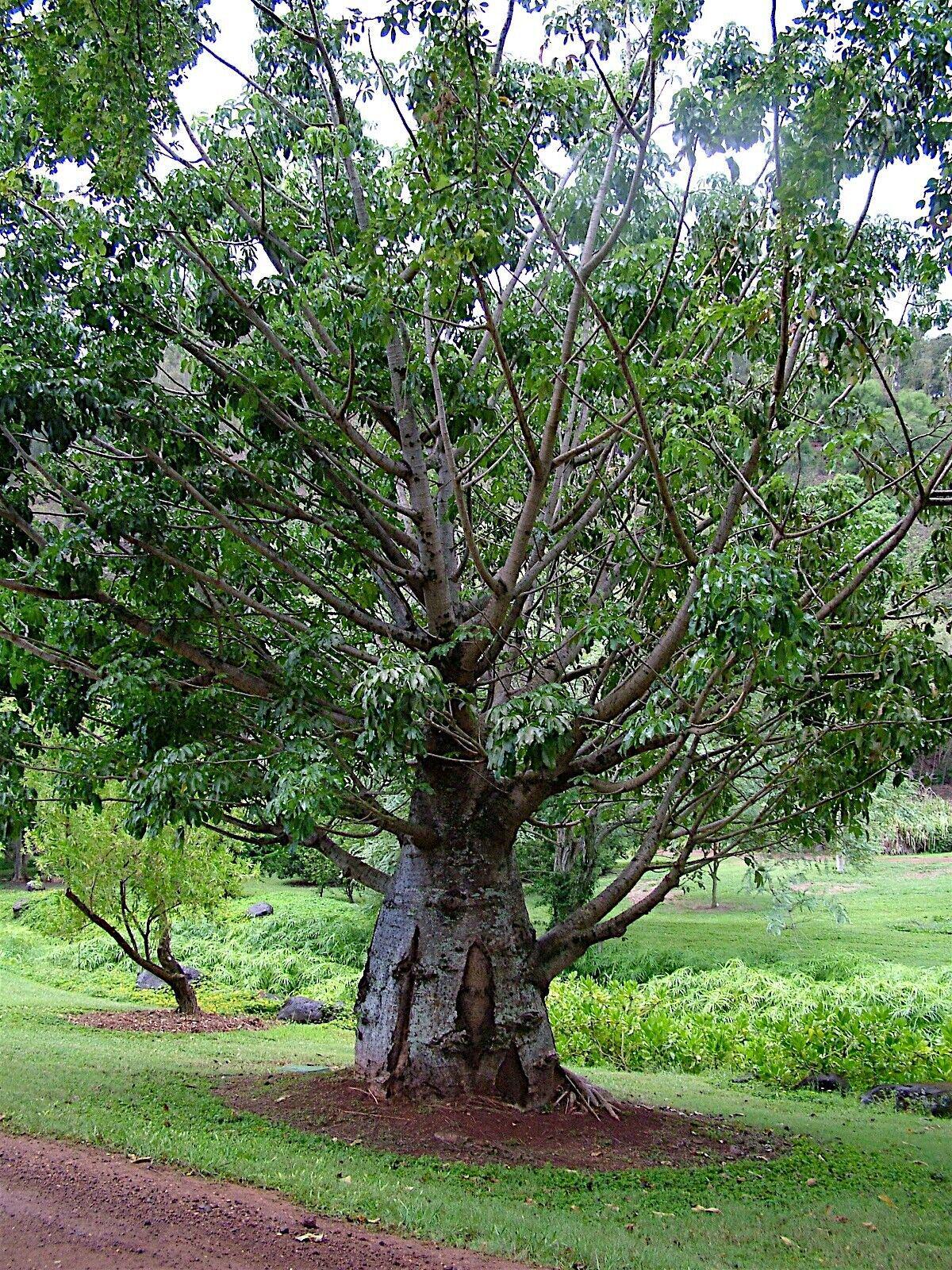 bonsai akadama Akadama Brown Japanese Bonsai Soil main image 1