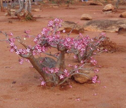 Adenium Multiflorum ( Impala Lily ), 10 Seeds