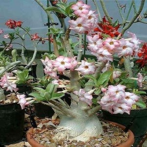 うぐたん Dorset Horn Adenium ＋V2ハックA 鉢植え うぐたん様 専用 Dorset Horn Adenium ＋V2ハックA 鉢植え