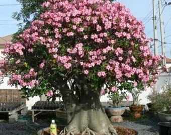 Adenium Arabicum Arabicum, 10 Seeds