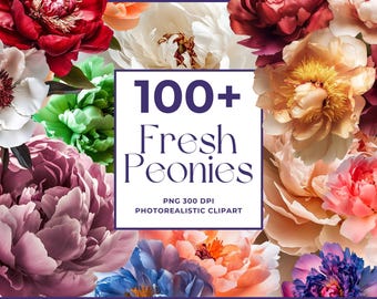 Clipart verse pioenroos, fotorealistische png, hoge resolutie, commercieel gebruik