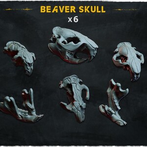 Puede incluir: Seis cráneos de castor de resina gris, cada uno con un ángulo diferente, mostrando los detalles del cráneo. La imagen está titulada "BEAVER SKULL x6".