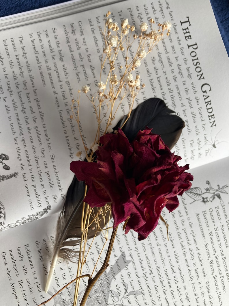 May include: A close-up of a dried red rose with a black feather and white baby's breath flowers on top of an open book. The book is titled "The Poison Garden" and has text about hedge witches and their plant allies.