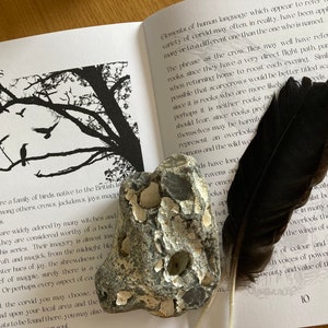 Puede incluir: Un libro sobre c&oacute;rvidos, una familia de aves, con una pluma negra y una roca gris con marcas blancas sobre un fondo blanco. El t&iacute;tulo del libro es "Corvids".