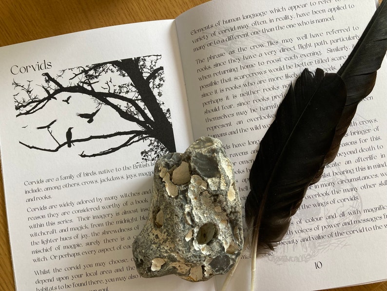 Puede incluir: Un libro sobre c&oacute;rvidos, una familia de aves, con una pluma negra y una roca gris con marcas blancas sobre un fondo blanco. El t&iacute;tulo del libro es "Corvids".