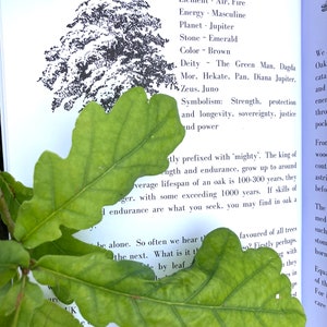 May include: A close-up of a green oak leaf with the text "THE OAK" and a description of the oak tree's symbolism, including strength, protection, longevity, sovereignty, justice, and power.