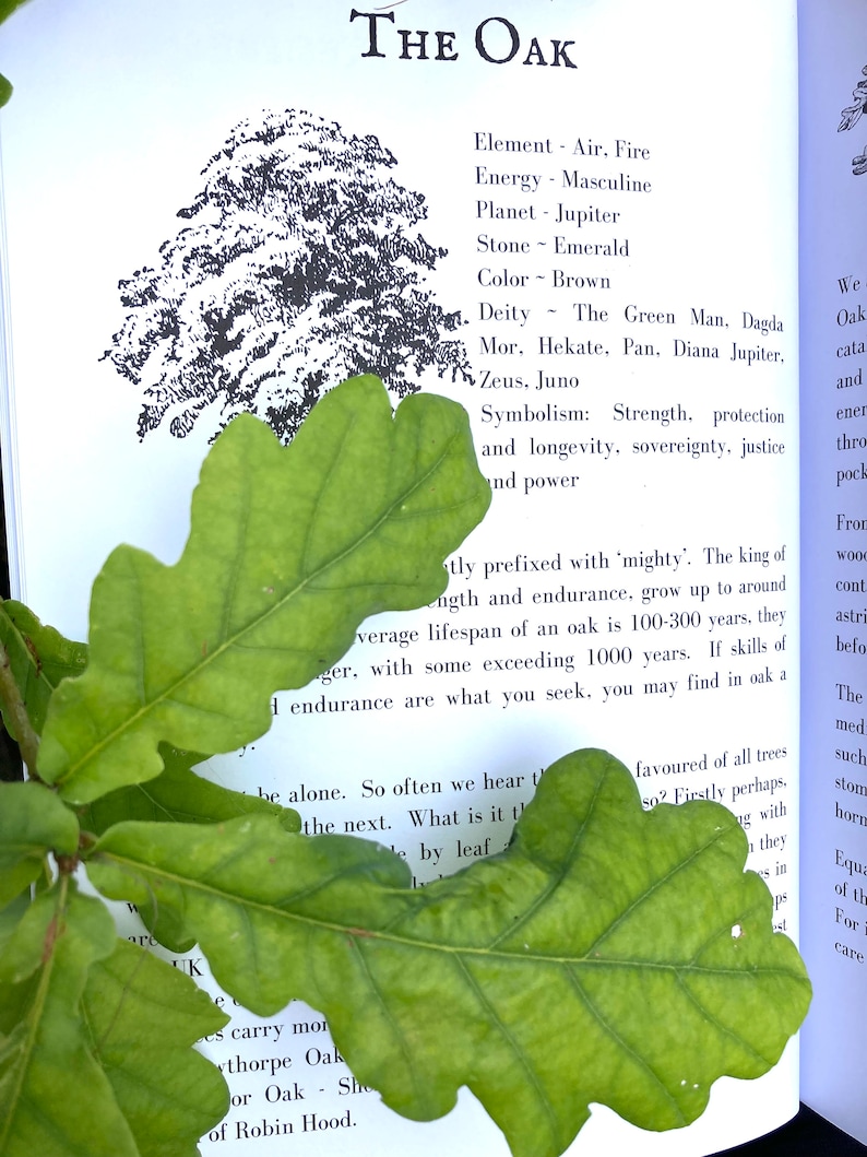 May include: A close-up of a green oak leaf with the text "THE OAK" and a description of the oak tree's symbolism, including strength, protection, longevity, sovereignty, justice, and power.