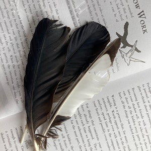 May include: A book with the title "Shadow Work" open to a page with text about shadow work. Three black feathers are placed on the page, with the tips of the feathers pointing towards the text. The text on the page discusses the concept of shadow work and how it can be used to heal wounds and help others.