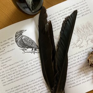Puede incluir: Un libro abierto en una p&aacute;gina sobre cuervos con una ilustraci&oacute;n en blanco y negro de un cuervo. El libro est&aacute; sobre una mesa de madera con dos plumas negras y un trozo de corteza de &aacute;rbol.