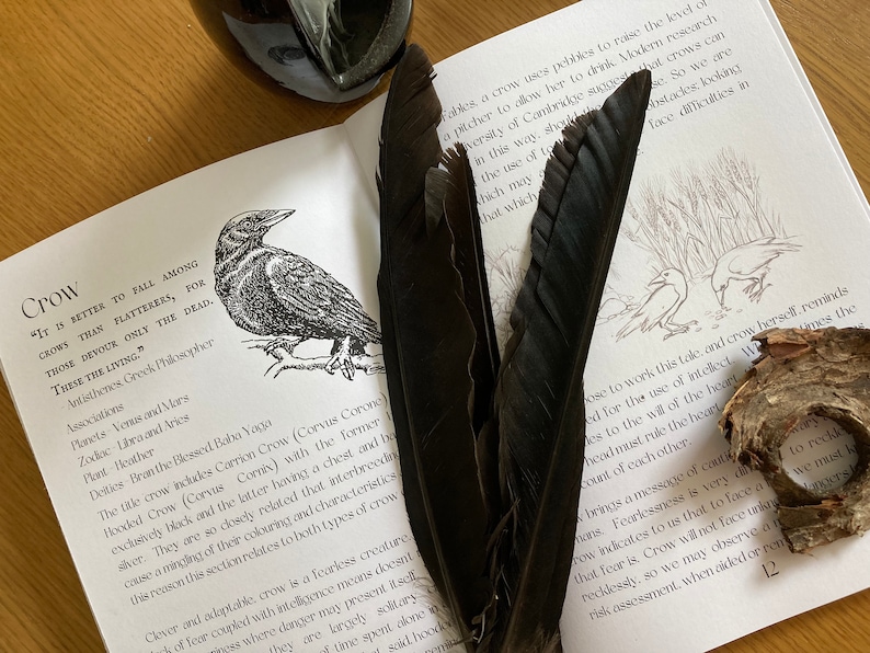 Puede incluir: Un libro abierto en una p&aacute;gina sobre cuervos con una ilustraci&oacute;n en blanco y negro de un cuervo. El libro est&aacute; sobre una mesa de madera con dos plumas negras y un trozo de corteza de &aacute;rbol.