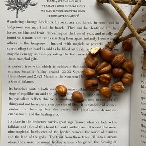 May include: A close-up of a page from a book about the Hazel tree. The text describes the tree's symbolism and its place in folklore. The page is surrounded by hazelnuts.
