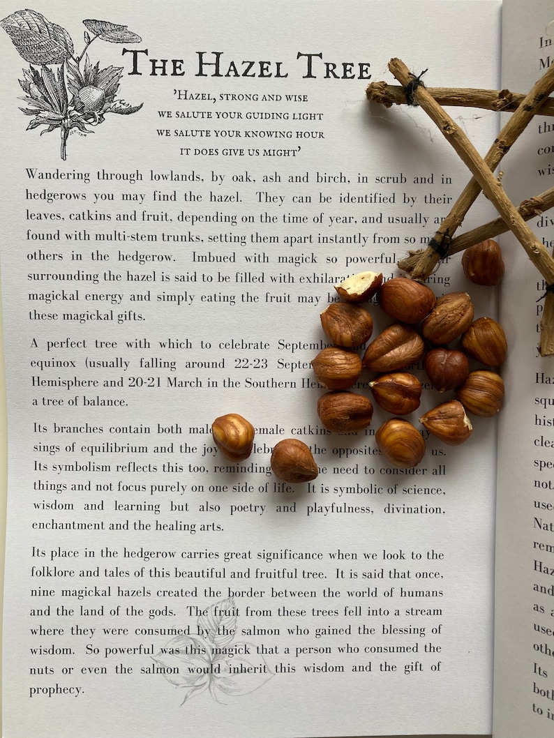 May include: A close-up of a page from a book about the Hazel tree. The text describes the tree's symbolism and its place in folklore. The page is surrounded by hazelnuts.