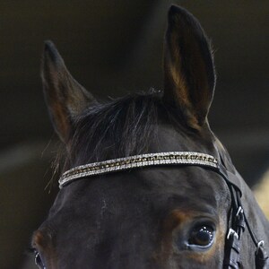 May include: Close-up of a black horse's head with a silver and black jeweled browband and black leather bridle.