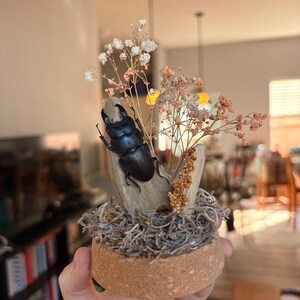 Peut inclure: Une présentation décorative avec un grand coléoptère noir perché sur un morceau de bois, entouré de fleurs séchées et de mousse. La base est en liège. L'arrangement est tenu dans la main d'une personne.
