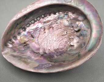 Abalone Shell large 6-7"