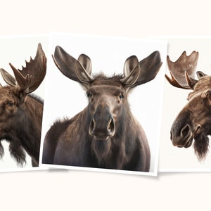 Realistic Moose Digital Printable Art Commercial Use Stock - Etsy