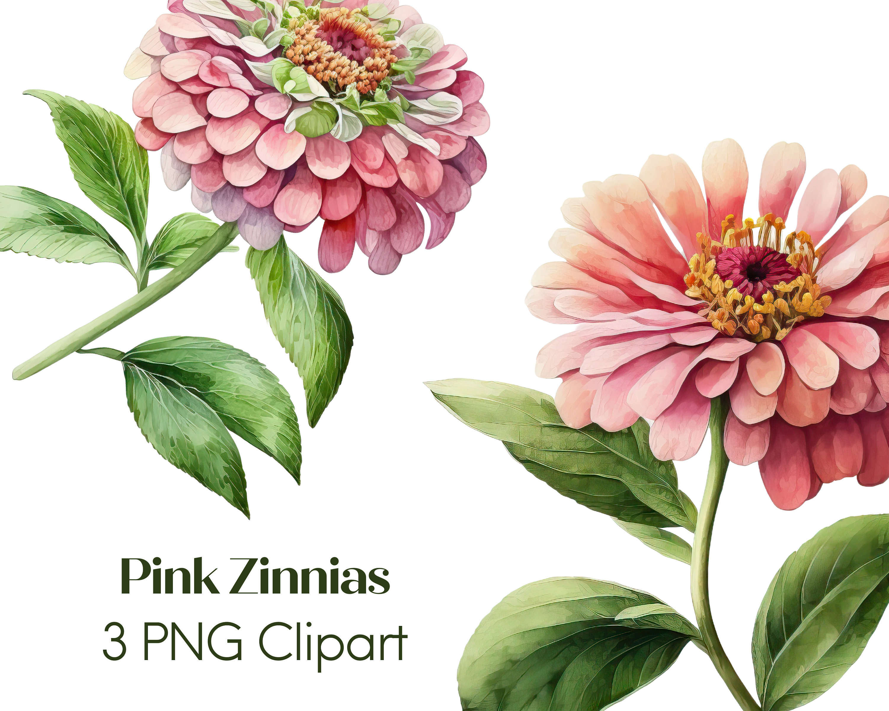 Watercolor Pink Zinnia Clipart PNG Commercial Use Clip Art - Etsy