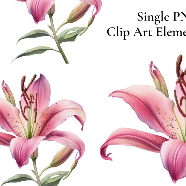 Stargazer Lily Clip Art Element, Single PNG Clip Art Element, Floral Clipart, Commercial Use Sublimation Clipart, Invitations, POD, Design