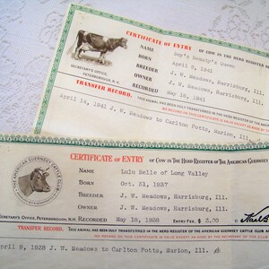 Certificat d'enregistrement de l'American Guernsey Cattle Club 1937 et 1941 Boy's Beauty Queen et LuLu Belle of Long Valley J W Meadows Breeder